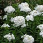 400 PCS Seeds Garden Plants Outdoor Perennial Phlox Bonsai