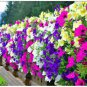 400 PCS Seeds Hanging Petunia Mixed