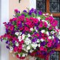 400 PCS Seeds Hanging Petunia Mixed
