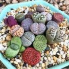400 PCS Seeds Mixed Living Stones Lithop