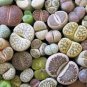 400 PCS Seeds Mixed Living Stones Lithop