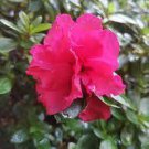 200 PCS Seeds Rhododendron Azalea Rose Red Flowers