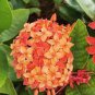 200 PCS Seeds Rhododendron Azalea Rose Red Flowers