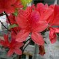 200 PCS Seeds Rhododendron Azalea Rose Red Flowers