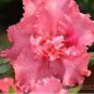200 PCS Seeds Rhododendron Azalea Rose Red Flowers