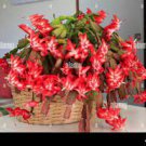 200 PCS Seeds Schlumbergera Flores Christmas Cactus Plant Seeds Mixed Flowers 200 PCS Seeds Schlumbergera Flores Christmas Cactus Plant Seeds Mixed Flowers