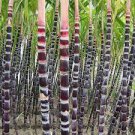 200 PCS Seeds Sugar red Cane