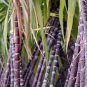 200 PCS Seeds Sugar red Cane
