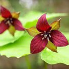 120 PCS Seeds Trillium Erectum Flower