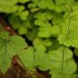 80 PCS Seeds Youth On Age Tolmiea Thousand Mothers Menziesii Flower