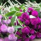 200 PCS Seeds Gomphrena Globosa Bonsai Beautiful Globe Flowers