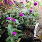200 PCS Seeds Gomphrena Globosa Bonsai Beautiful Globe Flowers