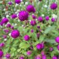200 PCS Seeds Gomphrena Globosa Bonsai Beautiful Globe Flowers