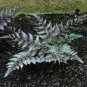 200 PCS Seeds Japanese Painted Fern