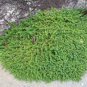400 PCS Seeds Herniaria Glabra Herb - Green Carpet - Ground Cover