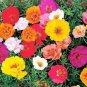 200 PCS Seeds Portulaca Grandiflora Flower