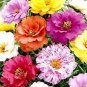 200 PCS Seeds Portulaca Grandiflora Flower