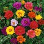 200 PCS Seeds Portulaca Grandiflora Flower