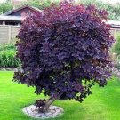 60 PCS Seeds Purple Smoke Tree Shrub Smokebush