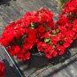 100 PCS Seeds Red Rieger Begonias