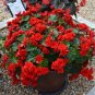 100 PCS Seeds Red Rieger Begonias