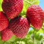 600 PCS Seeds Red Strawberry Seeds Giant Juicy Potted Fruit
