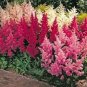 200 PCS Seeds Astilbe Seeds Mixed Red Blue White Pink Colors