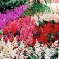 200 PCS Seeds Astilbe Seeds Mixed Red Blue White Pink Colors