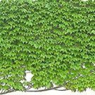 200 PCS Seeds Boston Ivy Bonsai Ivy