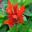 30 PCS Seeds Canna Indica Seeds Fresh Red Double Flowers 30 PCS Seeds Canna Indica Seeds Fresh Red Double Flowers