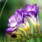 40 PCS Seeds Freesia Flower Seeds Purple Flowers 40 PCS Seeds Freesia Flower Seeds Purple Flowers