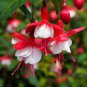 400 PCS Seeds Fuchsia Seeds Rose Red White Double Flowers