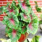 300 PCS Seeds Multiple Colour Thailand Caladium Bonsai