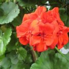 40 PCS Seeds Pelargonium Peltatum Bonsai Potted