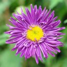 400 PCS Seeds Callistephus Chinensis Purple China Aster