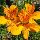 200 PCS Seeds Colorful Lily