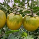 600 PCS Seeds 'Green Colorful' Indeterminate Tomato Organic 600 PCS Seeds 'Green Colorful' Indeterminate Tomato Organic