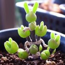 60 PCS Seeds Green Dicrocaulon Ramulosum Green Succulent Plant