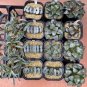 40 PCS Seeds Haworthia truncata Rainbow Mixed of Bonsai Succulent