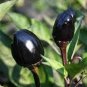40 PCS Seeds Hot Chilli Pepper Black Olive