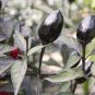 40 PCS Seeds Hot Chilli Pepper Black Olive