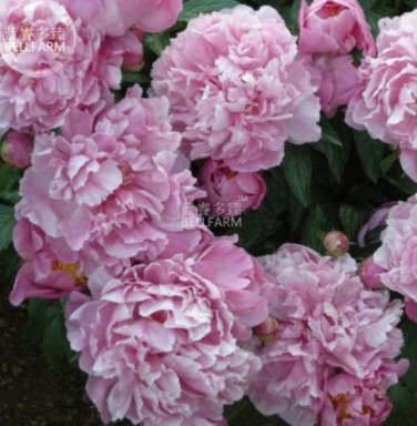 10 PCS Seeds Light Purplish Pink Peony Flower