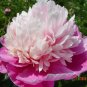10 PCS Seeds Light Purplish Pink Peony Flower