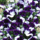 60 PCS Seeds Pansy Dark Blue White Petals Flower 60 PCS Seeds Pansy Dark Blue White Petals Flower