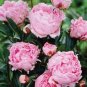 10 PCS Seeds Peony Light Pink & Dark Red Flower