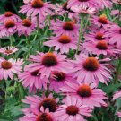 400 PCS Seeds Deep Rose Red Echinacea Perennial Coneflower 400 PCS Seeds Deep Rose Red Echinacea Perennial Coneflower