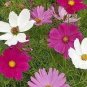 240 PCS Seeds Fresh Coreopsis