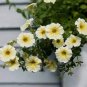 400 PCS Seeds Genuine Heirloow Yellow Petunia Flower