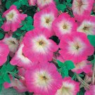 200 PCS Seeds Imported Radiance Pink Morn Petunia