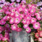 200 PCS Seeds Imported Radiance Pink Morn Petunia